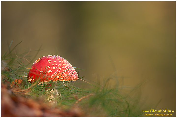 Funghi, toadstools, fungi, fungus, val d'Aveto, Nature photography, macrofotografia, fotografia naturalistica, close-up, mushrooms